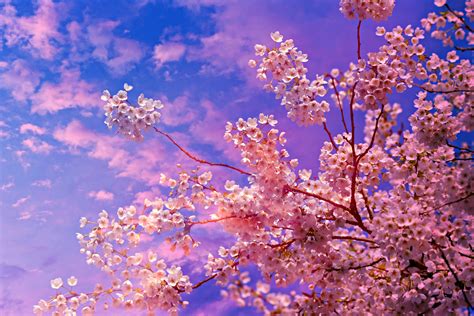 4k wallpaper tree|cherry blossom tree 4k wallpaper.